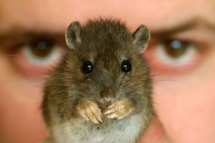 Cel mai mare șobolan din lume - fotografie și descriere