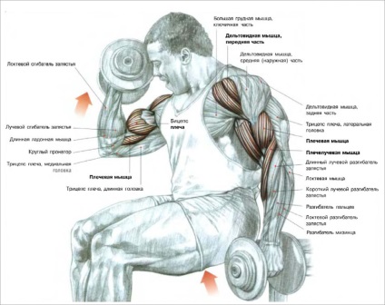 Cele mai eficiente exerciții pe biceps cu gantere și o barbotă