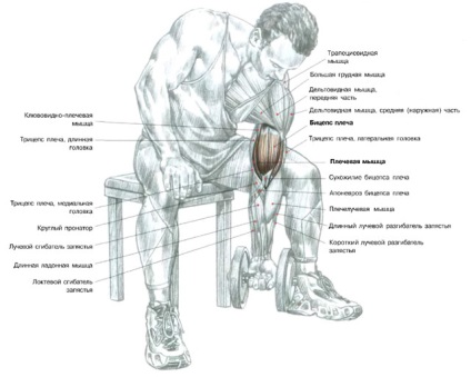 Cele mai eficiente exerciții pe biceps cu gantere și o barbotă