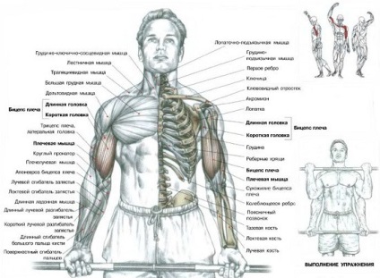 Cele mai eficiente exerciții pentru biceps cu gantere și o barba