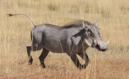 Cele mai groaznice animale ale planetei (10 fotografii)