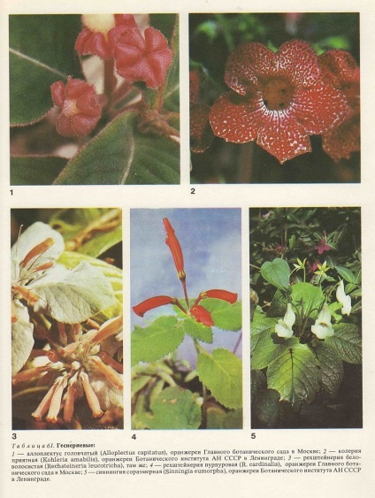 Familia gesneriaceae este