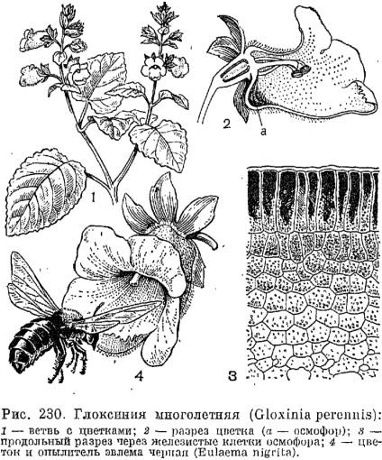 Familia gesneriaceae este