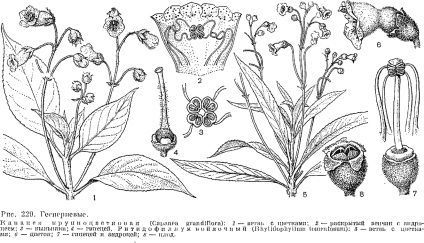 Familia gesneriaceae este