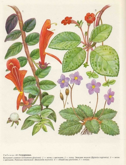 Familia gesneriaceae este