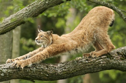 Fotografiați fauna sălbatică