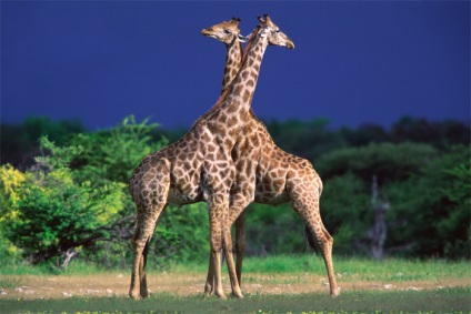 Gâtul unei girafe este un simbol al evoluției sau un simbol al creației