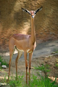 Gâtul unei girafe este un simbol al evoluției sau un simbol al creației