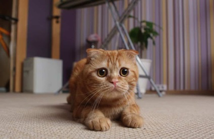 Scottish Fold - caracter, sănătate, îngrijire, educație