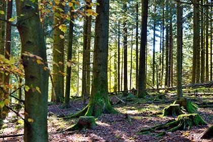 Pădurea Neagră pădure negru, atracții turistice