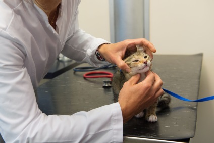 Simptomele și tratamentul oncologiei la pisici la domiciliu la Moscova, îndepărtarea unei tumori și tratamentul cancerului la o pisică în