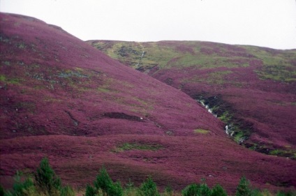 Simbol al nemuritorului Shrub Heather Shrub