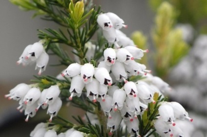 Simbol al nemuritorului Shrub Heather Shrub