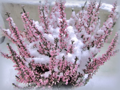 Simbol al nemuritorului Shrub Heather Shrub