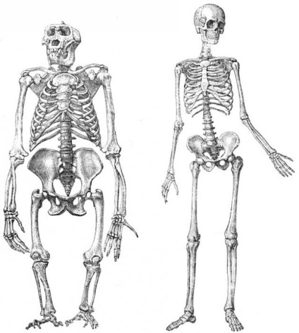 Scheletul membrelor inferioare ale structurii și funcțiilor omului