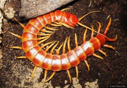 Scolopendra - ce amenință să întâlniți o centipedă