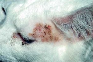 Dermatita dermatita (dermatoza) la pisici si pisici - cauze, simptome, tratament, prevenire