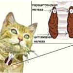 Dermatita dermatita (dermatoza) la pisici si pisici - cauze, simptome, tratament, prevenire