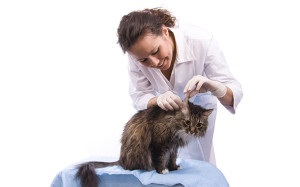 A dermatitis (dermatosis) macskákban és macskákban - okok, tünetek, kezelés, megelőzés