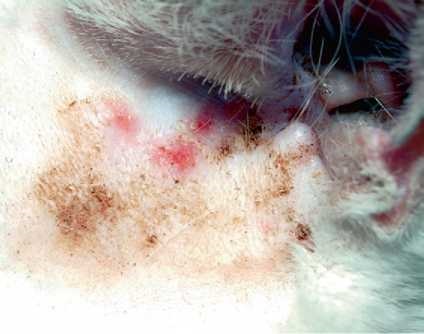 Solar macska dermatosis, állatorvos