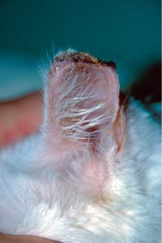 Solar macska dermatosis, állatorvos