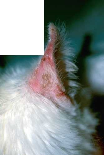 Solar macska dermatosis, állatorvos