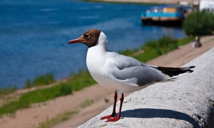 Pescărușul de vis avea un vis despre ce pescăruș într-un vis