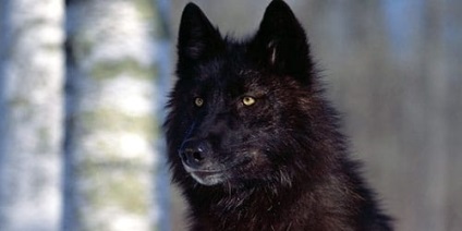 Dreamer un pachet de lupi ce visul unui pachet de lupi într-un vis