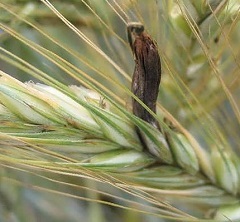 Ergot - proprietăți utile, aplicații, indicații