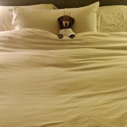 Câini de dormit pe pat - 20 de fotografii de animale de companie pe paturile de gazde