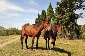 Asistență veterinară urgentă în jk-butovo-parc