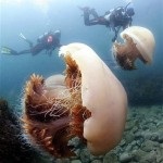 Streaking sau coelenterate (cnidaria sau coelenterata), animale magnifice