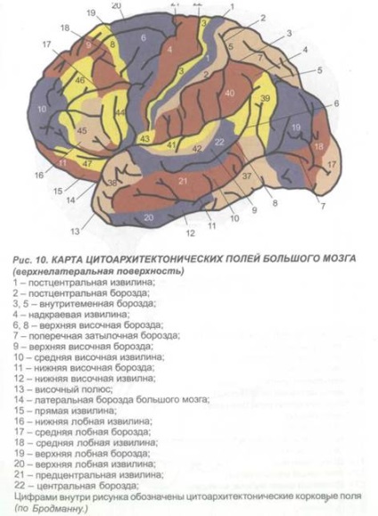 Sistemul Stryo-pallidar - stadopedia