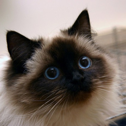 Fotografie pisică thailandeză Voi cumpăra o pisică thailandeză ieftină, o voi da înapoi, voi vinde gratuit o pisică ieftină Thai