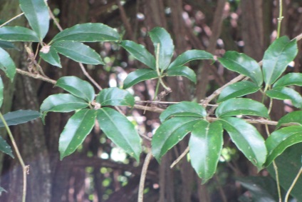 Tetrastigma fajok, fotók és otthoni gondozás