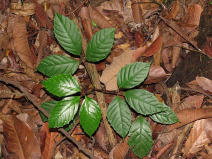 Speciile Tetrastigma, fotografie și îngrijire la domiciliu