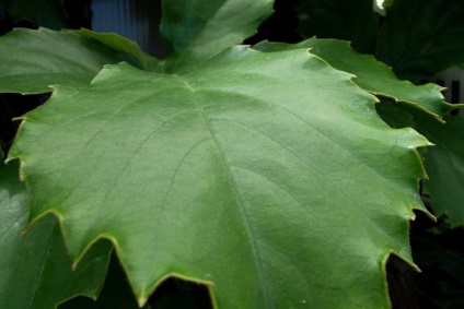 Tetrastigma fajok, fotók és otthoni gondozás