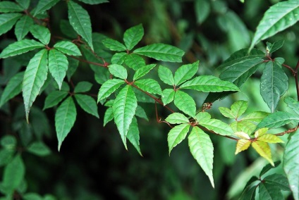 Tetrastigma fajok, fotók és otthoni gondozás