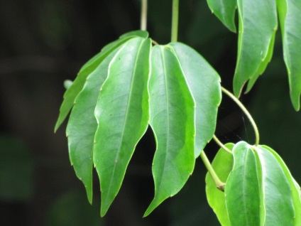 Tetrastigma fajok, fotók és otthoni gondozás