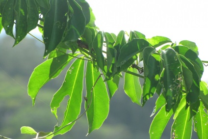 Tetrastigma fajok, fotók és otthoni gondozás