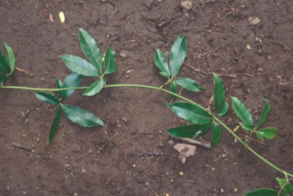 Tetrastigma fajok, fotók és otthoni gondozás