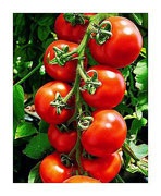 Tehnologia de cultivare a tomatelor, o grădină!