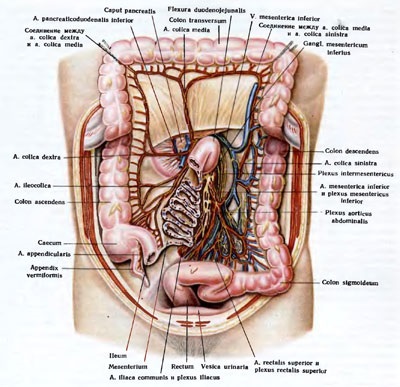 Intestin gros - științe medicale