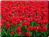 Tulip în istorie, mituri și legende