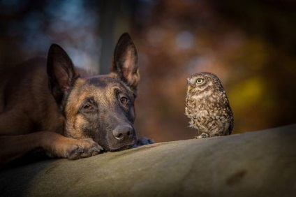 Невероятно приятелство сови Poldi и Shepherd Инго