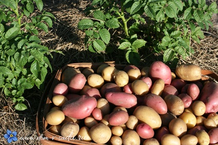 Îngrășământ pentru cartofi la plantare, frumoasă casă și grădină