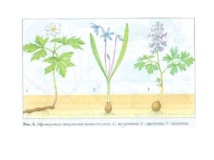 Lecția pe această temă răspunde la întrebările pe care grupurile ecologice împart plantele în raport cu lumina