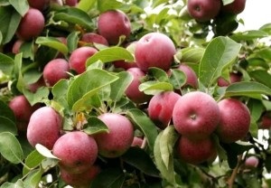 Accelerarea pomilor fructiferi