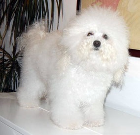 Grijă pentru Bolognese - malteză și Yorkshire terrier, pui, tricotat, cosmetice pentru câini, g dmitrov http