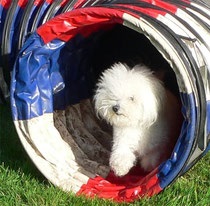 Grijă pentru Bolognese - malteză și Yorkshire terrier, pui, tricotat, cosmetice pentru câini, g dmitrov http